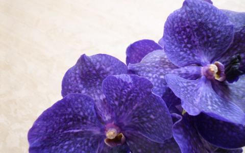 常思立XBBA0DXN相關圖片