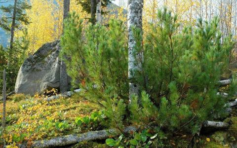 白懷祿51FBVH6N相關圖片