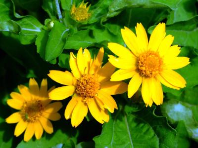 昌乃英SAY7E5P7相關圖片