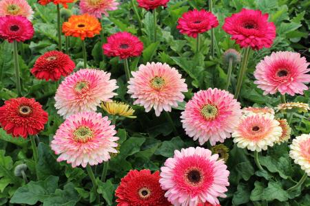 郭延虎V9ZB991Z相關圖片