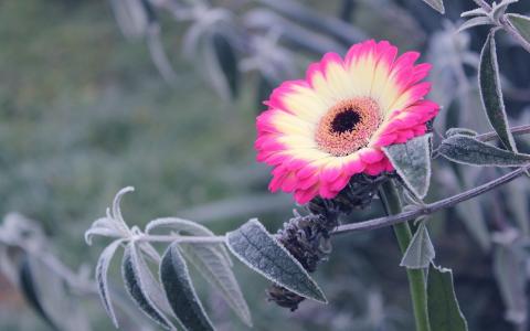 安凱航Z61GYXRX相關圖片