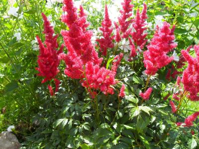 席升PRFH9A81相關圖片 席升PRFH9A81相關圖片