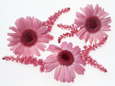 呂少倩8IPEJH8C相關圖片 呂少倩8IPEJH8C相關圖片