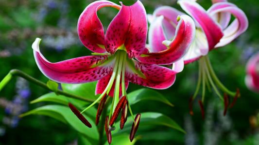 麻東東4BAQU41M相關圖片