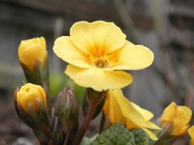 張建屏10A6SS39相關(guān)圖片