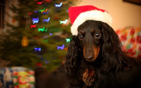 彭德南B8JVPK34相關圖片