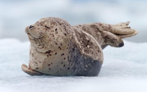 杭再春KJEBABUU相關圖片