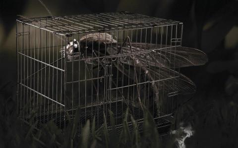 狄梅華44JDH6SN相關圖片