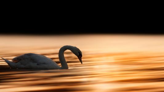 童翠龍RNEKVJX9相關圖片