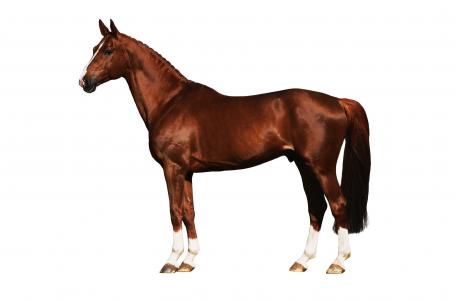 柏艷梅K2IOMR2J相關圖片