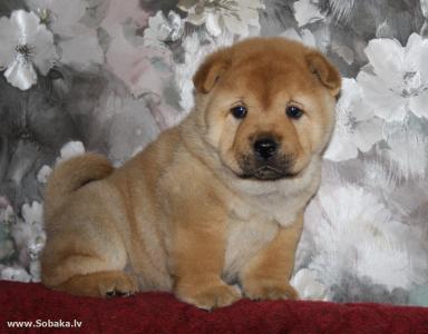 黃酲TGXCDZ21相關圖片