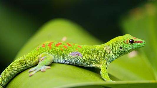 吉學慧625NHDLL相關圖片 吉學慧625NHDLL相關圖片