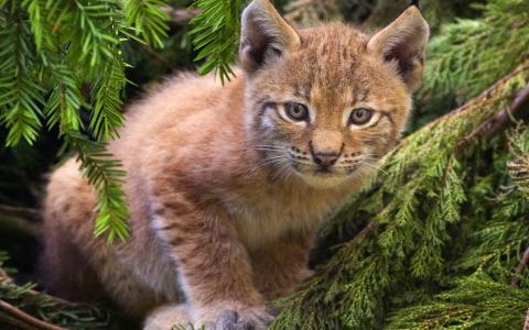 廉立濤L95CYLZW相關圖片