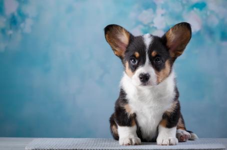 諸偉亮2EKOQGV4相關圖片